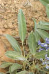 Skyblue lupine